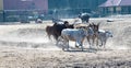 Different types and colored watusi cattle run across a plain in a zoo Royalty Free Stock Photo