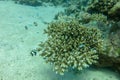 Different types of coral fish stay near and safe hard coral. A flock of Dascyllus aruanus swims around a branched sea coral.