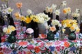 Different types of daffodils in small glass vases on the festive table . Royalty Free Stock Photo