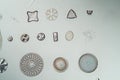 different types of diatoms, Royalty Free Stock Photo