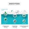 The different types of endocytosis Royalty Free Stock Photo