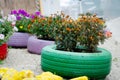 Flowers blooming in pots made of multicolored car tires on a esplanade near sea Royalty Free Stock Photo