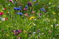 Different types of flowers in green field with variety of colors Royalty Free Stock Photo