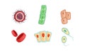 Different Types of Human Cells Collection Infografic Elements Vector Illustration Royalty Free Stock Photo