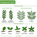 Different Types of Leaves in Plants and Trees