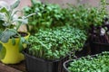 Different types of micro greens in containers. Seed germination at home. Vegan and healthy eating concept. Royalty Free Stock Photo