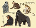 Different types of monkeys