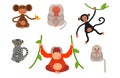 Different types of monkeys rare animal vector set.