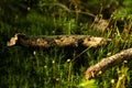 Different types of moss Royalty Free Stock Photo