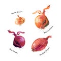 Different types of onion. Shallot, red, yellow and sweet onion vegetables watercolor illustration isolated on white