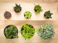 Potted succulent plants on wooden background