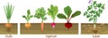 Different types of root vegetables growing on vegetable patch. Plants showing root structure below ground level