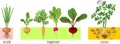 Different types of root vegetables. Plants with leaves and root system Royalty Free Stock Photo