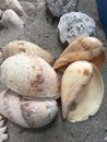 sea shell fragments on the sand Marine ecosystems and marine life Royalty Free Stock Photo