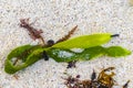 Different types of seaweed sea grass beach sand and water Royalty Free Stock Photo