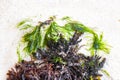 Different types of seaweed sea grass beach sand and water Royalty Free Stock Photo