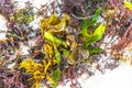 Different types of seaweed sea grass beach sand and water Royalty Free Stock Photo