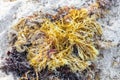 Different types of seaweed sea grass beach sand and water Royalty Free Stock Photo