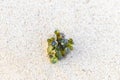 Different types of seaweed sea grass beach sand and water Royalty Free Stock Photo