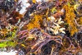 Different types of seaweed sea grass beach sand and water Royalty Free Stock Photo