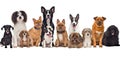 Different types and sizes of dogs group. AI generated Royalty Free Stock Photo