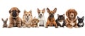 Different types and sizes of dogs group, isolated transparent background Royalty Free Stock Photo