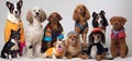 Different types and sizes of dogs group with clothing. AI generated Royalty Free Stock Photo