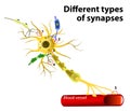 Different types of synapses Royalty Free Stock Photo