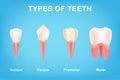 Different Types of Teeth from Canine and Incisor to Molar and Premolar Royalty Free Stock Photo