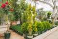 Different types of trees, shrubs and flowers, flower pots, and decor for garden and outdoor patios in local nursery, Orcutt, Calif