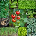 Different types of vegetables in the garden in a collage Royalty Free Stock Photo