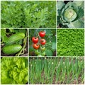 Different types of vegetables in the garden in a collage Royalty Free Stock Photo