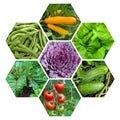 Different types of vegetables in the garden in a collage Royalty Free Stock Photo