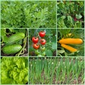 Different types of vegetables in the garden in a collage Royalty Free Stock Photo