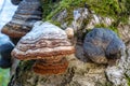 Different types of wood pores growing on a birch trunk Royalty Free Stock Photo