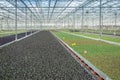 Different types of young cabbage plants in a modern greenhouse c