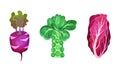 Different varieties of cabbage set. Brussels sprouts, nappa cabbage and kohlrabi vector illustration