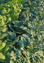 Different varieties of cabbage in a vegetable garden Royalty Free Stock Photo