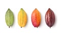 Different varieties of cocoa pods