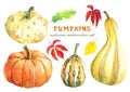 Different varieties of pumpkins and autumn leaves.