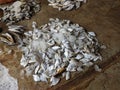 different varieties of fishes and prawns with ice in container for sale in indian fish market