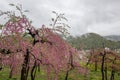 Beautiful flowering peach trees at Hanamomo no Sato,Iizaka Onsen,Fukushima,Japan