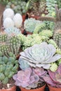 Different varieties of flowers and cacti and succulents, cacti and desert plants and arid soil