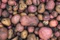 Different varieties of fresh organic potatoes Royalty Free Stock Photo