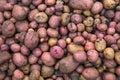 Different varieties of fresh potatoes in the field Royalty Free Stock Photo