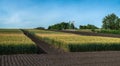 different varieties of grain crops and arable land around sectors Royalty Free Stock Photo