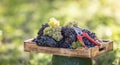 Different varieties of grapes freshly picked in a wooden box placed in a vineyard