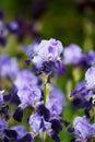 Different varieties of irises Royalty Free Stock Photo