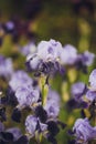 Different varieties of irises Royalty Free Stock Photo
