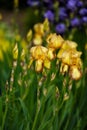 Different varieties of irises Royalty Free Stock Photo